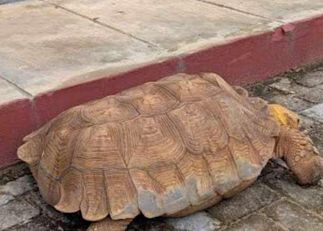 Oyo Kingdom Loses 420-Year-Old Giant Tortoise