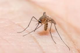 Malaria Consortium Promotes Testing, Warns Against Self-Treatment