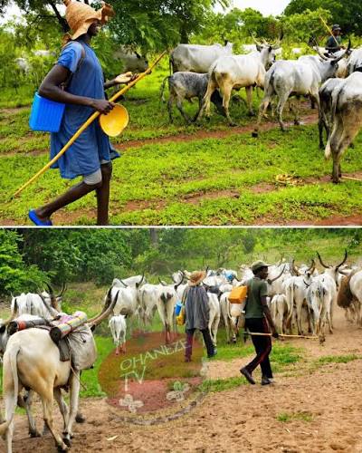 Cameroon Border: Nigeria Opens Livestock Control Post