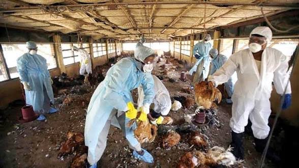 Nigerian Government, FAO Intensify Efforts to Contain Avian Influenza 