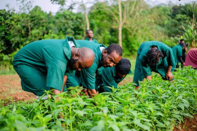 Lagos State Launches Application for N200Million Agribusiness innovation Programme 