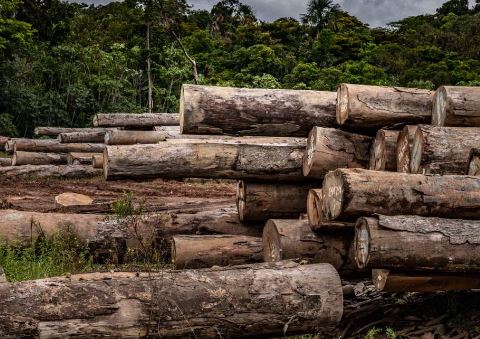 Nigeria Loses Nearly 300 Hectares Of Forest Daily- NPS